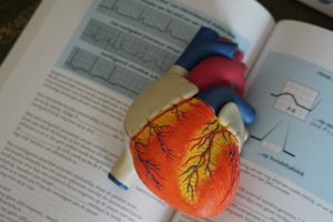 3D rendering of the human heart