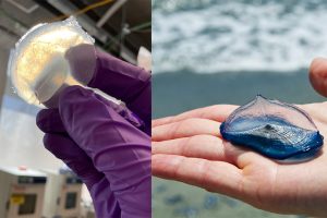 1st photo: A gloved hand holds an early prototype of the Velella sensor. 2nd photo: A real Velella in the palm of a hand.