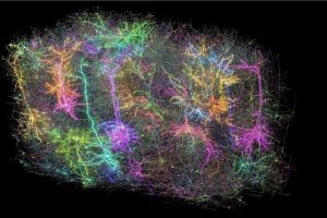 Color-coded visualization of over 1,000 reconstructed mouse brain neurons from the MICRONS project, showing dense, branching neural connections.